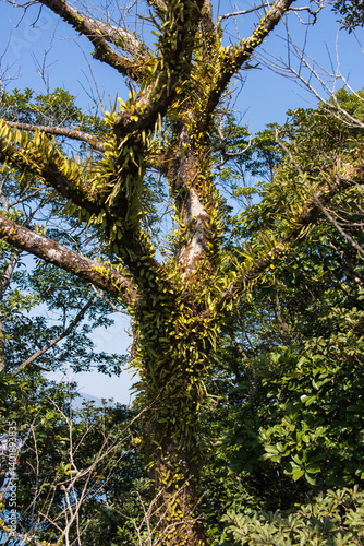 Obraz na płótnie Tree Trunk Covered in Ferns and Moss w salonie
