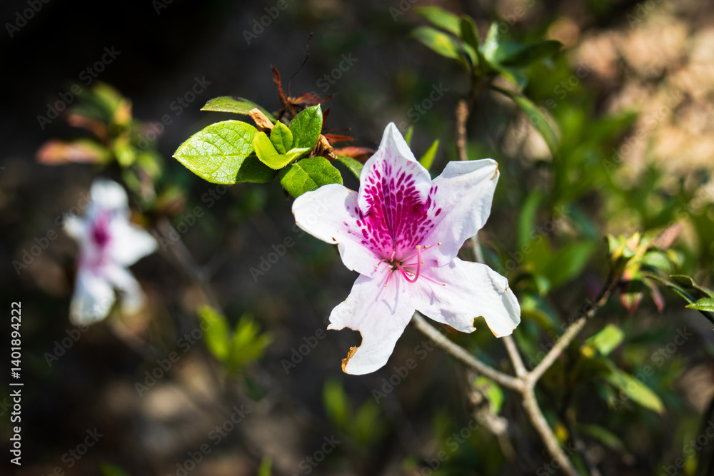 White Azalea with Pink and Red Markings Blooming in Spring