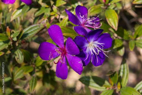 Purple Tibouchina Flower Close-up with Green Leaves