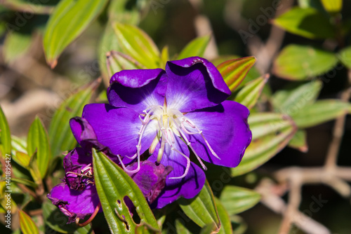 Purple Tibouchina Flower Close-up with Green Leaves