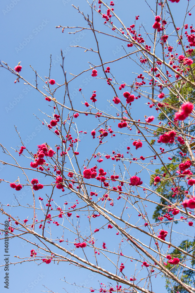 Vibrant Pink Cherry Blossoms Against a Clear Blue Sky Vibrant Pink Cherry Blossoms Against a Clear Blue Sky