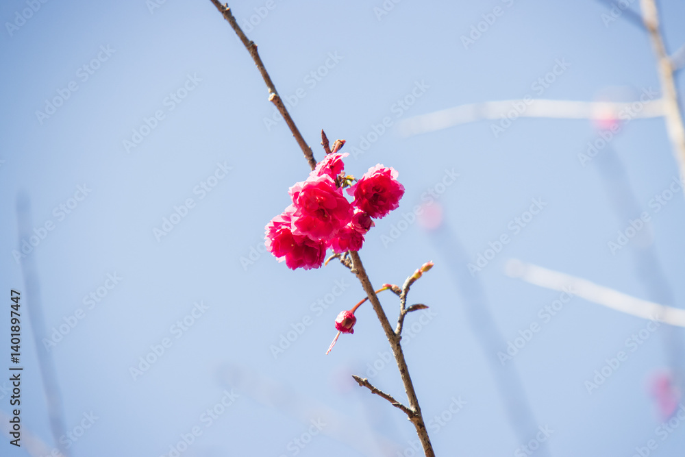 Vibrant Pink Cherry Blossoms Against a Clear Blue Sky Vibrant Pink Cherry Blossoms Against a Clear Blue Sky