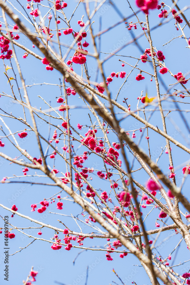 Vibrant Pink Cherry Blossoms Against a Clear Blue Sky