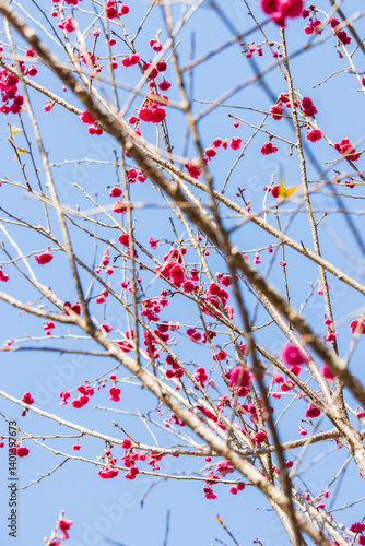 Obraz na płótnie Vibrant Pink Cherry Blossoms Against a Clear Blue Sky w salonie