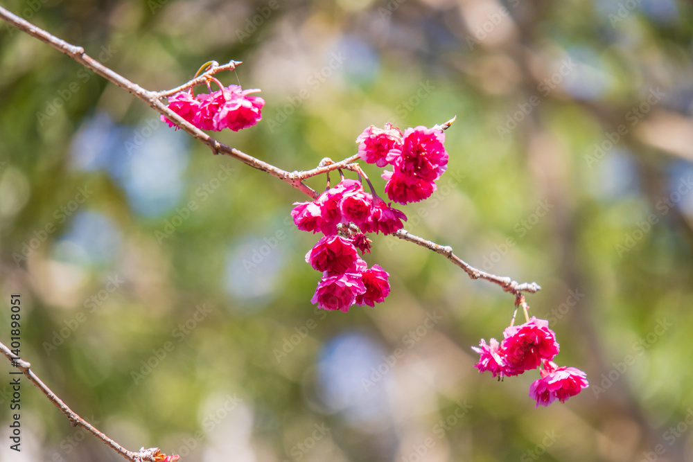 Bright Pink Cherry Blossoms Blooming in Early Spring Sunshine