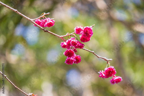 Obraz na płótnie Bright Pink Cherry Blossoms Blooming in Early Spring Sunshine w salonie