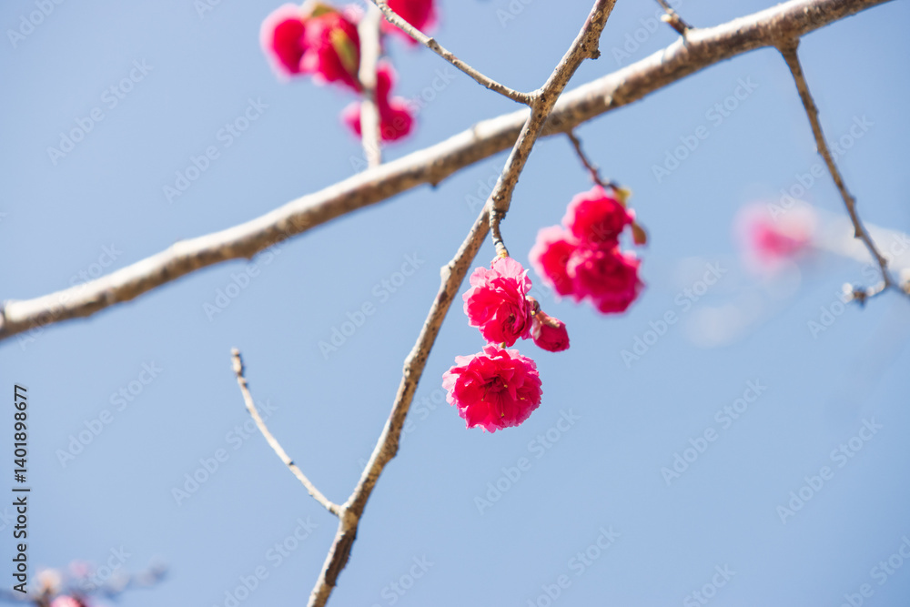 Vibrant Pink Cherry Blossoms Against a Clear Blue Sky Vibrant Pink Cherry Blossoms Against a Clear Blue Sky