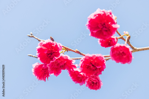 Vibrant Pink Cherry Blossoms Against a Clear Blue Sky