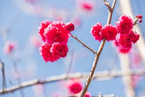 Vibrant Pink Cherry Blossoms Against a Clear Blue Sky