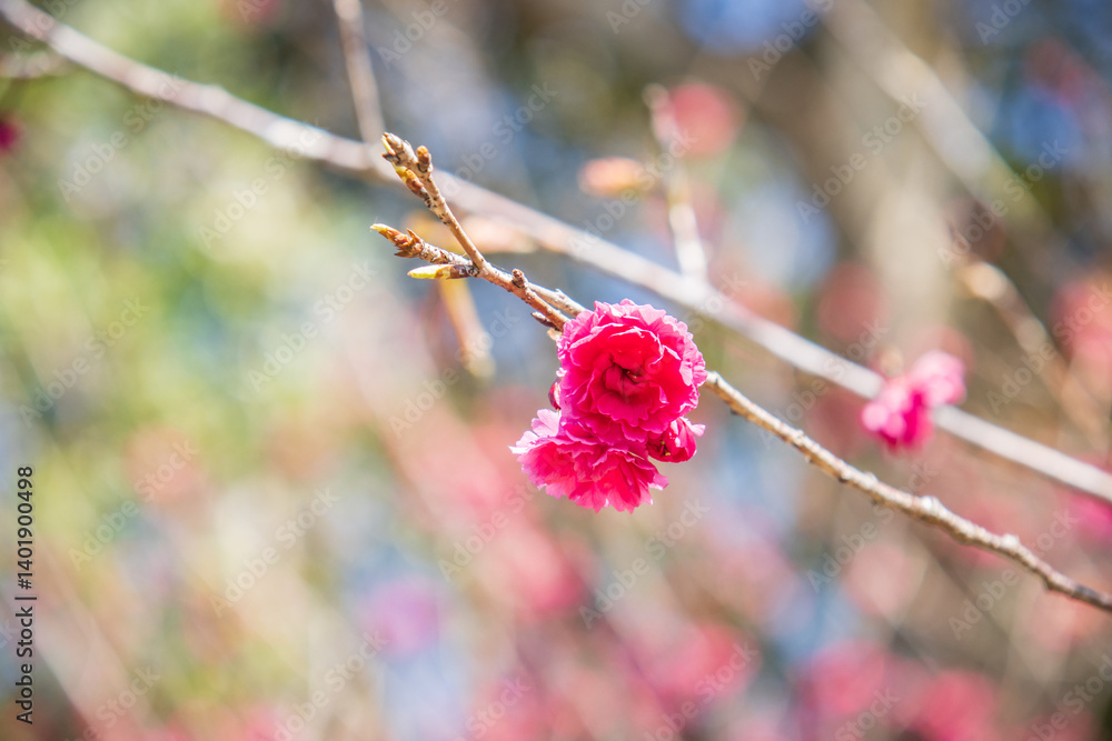 Bright Pink Cherry Blossoms Blooming in Early Spring Sunshine
