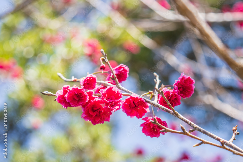 Bright Pink Cherry Blossoms Blooming in Early Spring Sunshine