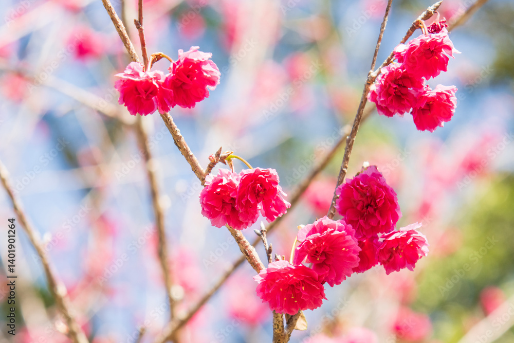 Vibrant Pink Cherry Blossoms Against a Clear Blue Sky Vibrant Pink Cherry Blossoms Against a Clear Blue Sky