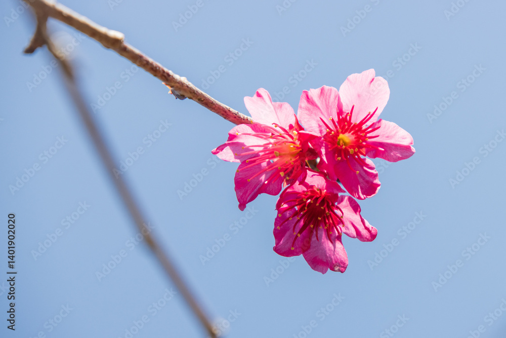 Bright Pink Cherry Blossoms Blooming in Early Spring Sunshine