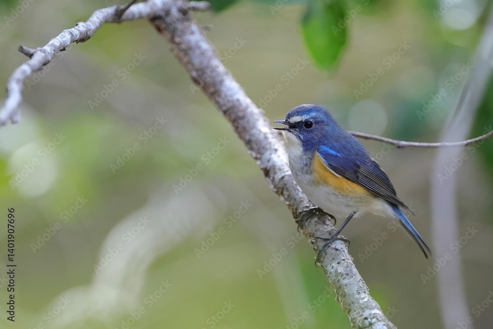 singing a blue little bird, Red-flanked Bluetail singing a blue little bird, Red-flanked Bluetail