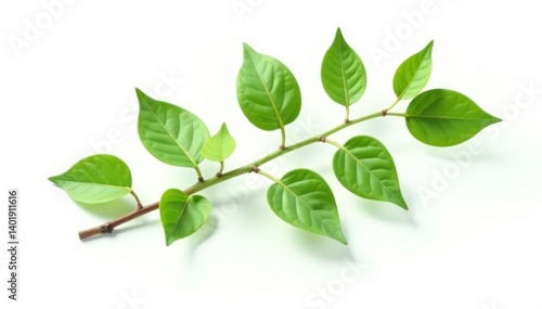 Single branch with delicate leaves isolated on white background, leaf, white, branch