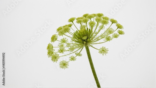 Elegant Green Blooms: A Botanical Study of a Delicate Flower Head Against a Stark White Backdrop.