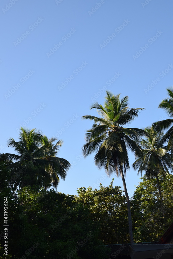 Tall Coconut Tree Reaching Towards the Blue Sky – Tropical Nature Background with Palm Leaves Silhouetted Against Sunlight. Majestic Coconut Tree Under Clear Sky – Scenic Tropical Tree with Vibrant Tall Coconut Tree Reaching Towards the Blue Sky – Tropical Nature Background with Palm Leaves Silhouetted Against Sunlight. Majestic Coconut Tree Under Clear Sky – Scenic Tropical Tree with Vibrant