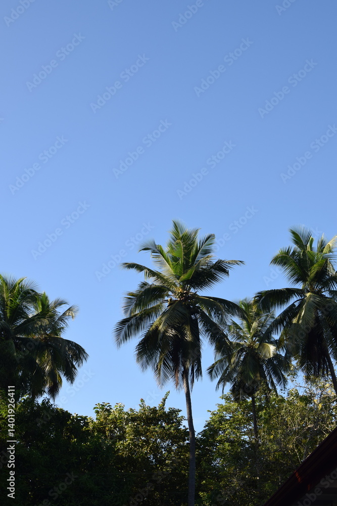 Tall Coconut Tree Reaching Towards the Blue Sky – Tropical Nature Background with Palm Leaves Silhouetted Against Sunlight. Majestic Coconut Tree Under Clear Sky – Scenic Tropical Tree with Vibrant Tall Coconut Tree Reaching Towards the Blue Sky – Tropical Nature Background with Palm Leaves Silhouetted Against Sunlight. Majestic Coconut Tree Under Clear Sky – Scenic Tropical Tree with Vibrant