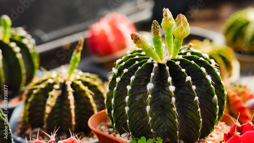 Bild auf Leinwand Group of Gymnocalycium variegated cactus collecting in greenhouse