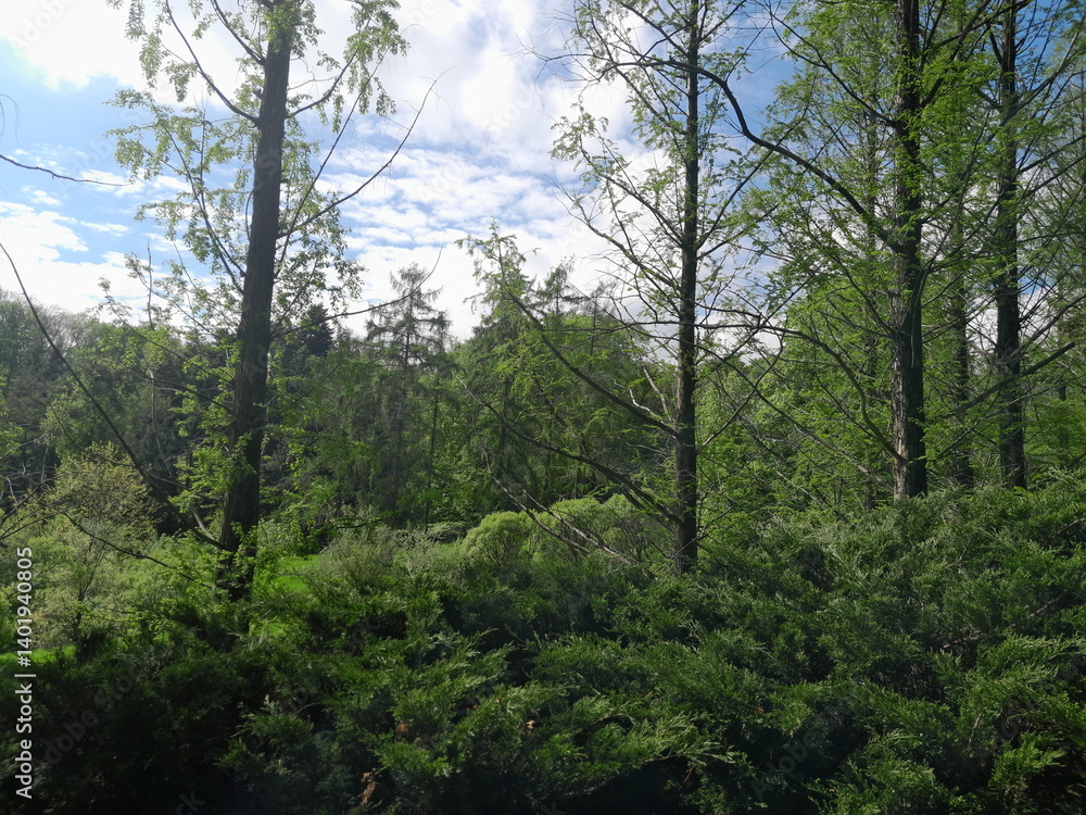 Fototapeta premium pine forest in the morning