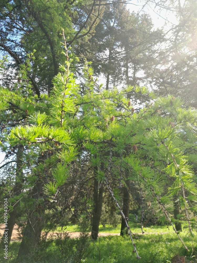 Fototapeta premium green forest in the morning