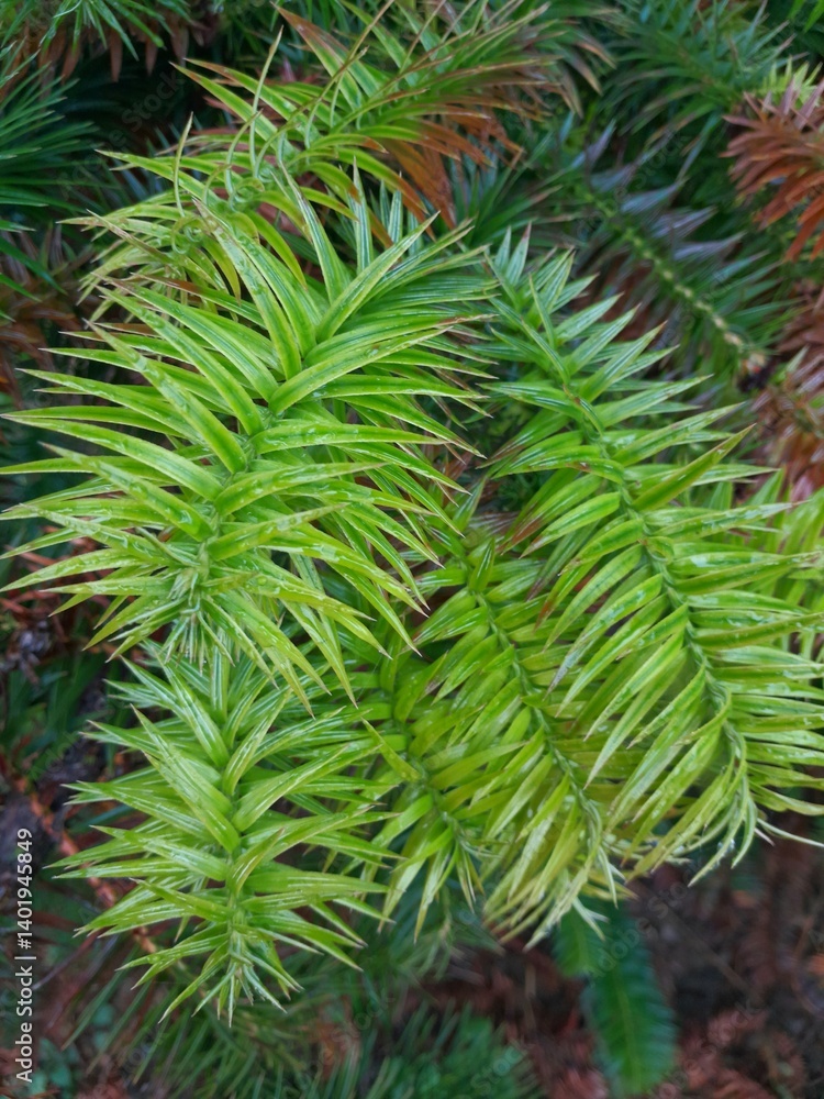green pine needles green pine needles