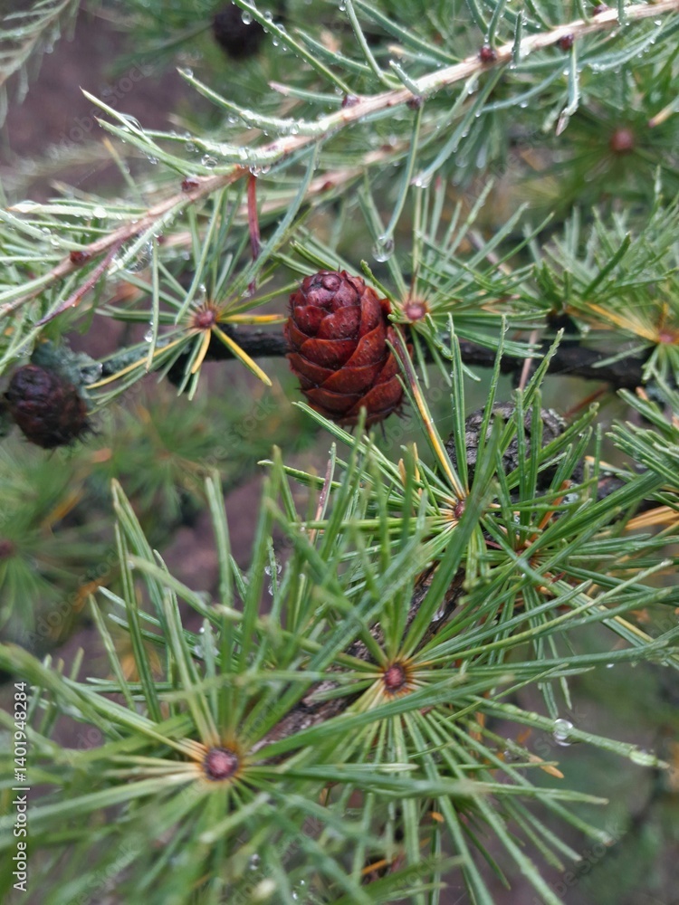 Fototapeta premium pine cones and needles