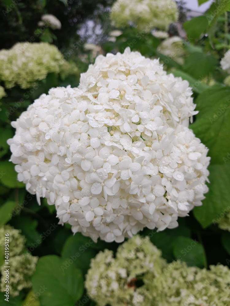 white flowersof hydrangea white flowersof hydrangea