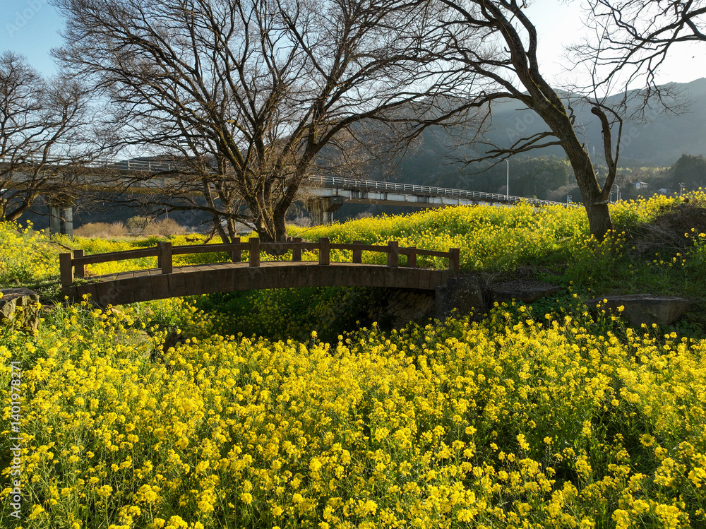 愛媛県内子町 小田川河川敷の葉の花
