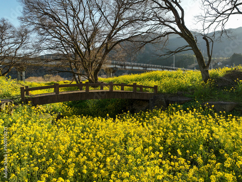 Obraz na płótnie 愛媛県内子町 小田川河川敷の葉の花 w salonie