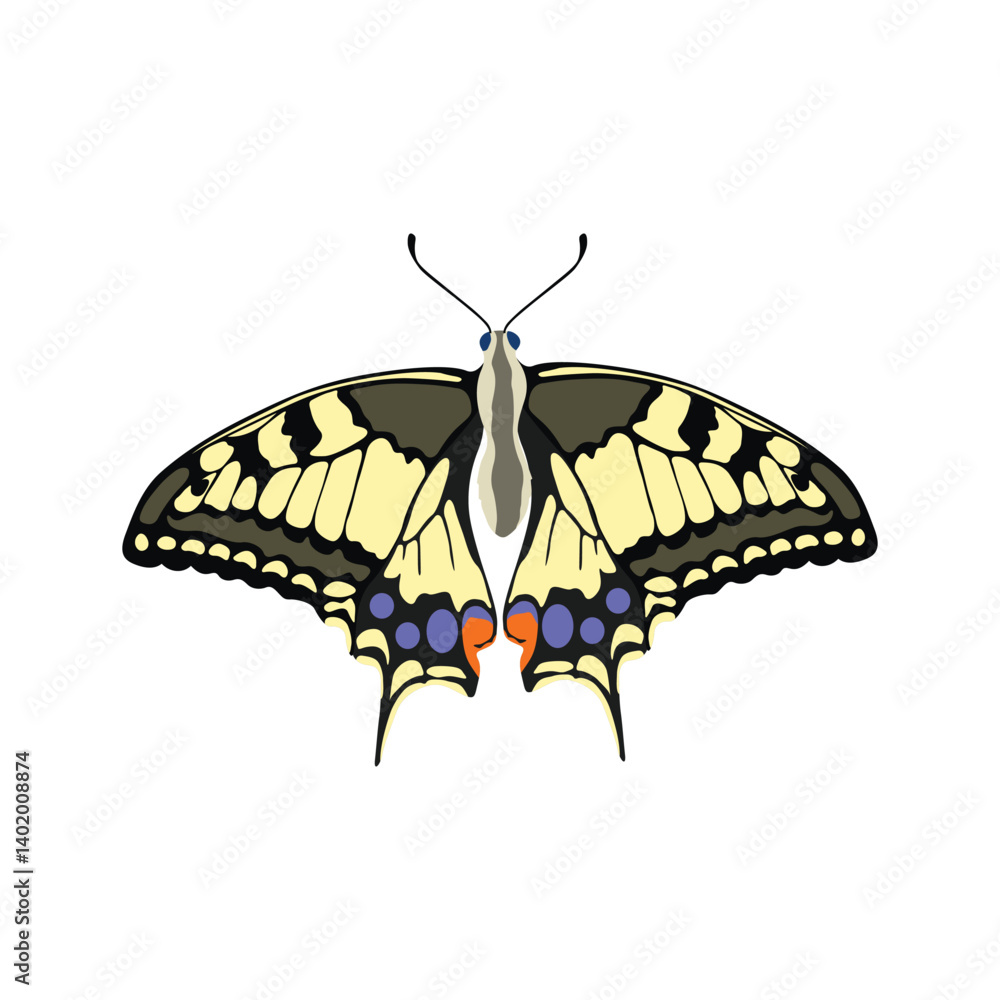Vector illustration of butterfy in cartoon flat style. Perfect for educational and scientific projects, entomology, and biology content. Exotic insect animal Vector illustration of butterfy in cartoon flat style. Perfect for educational and scientific projects, entomology, and biology content. Exotic insect animal