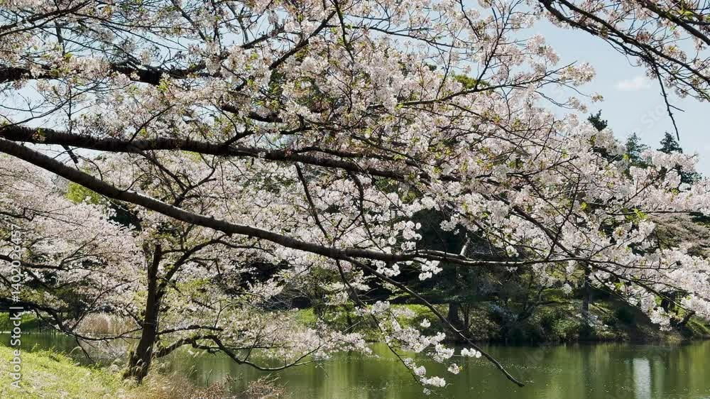 三ツ池公園 風に揺れるソメイヨシノ 三ツ池公園 風に揺れるソメイヨシノ