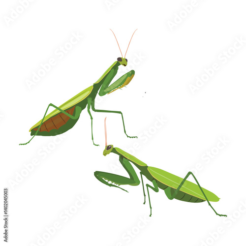 Realistic Praying Mantis Vector Illustration. Highly detailed vector illustration of a praying mantis, perfect for educational and scientific projects, entomology, and biology content.