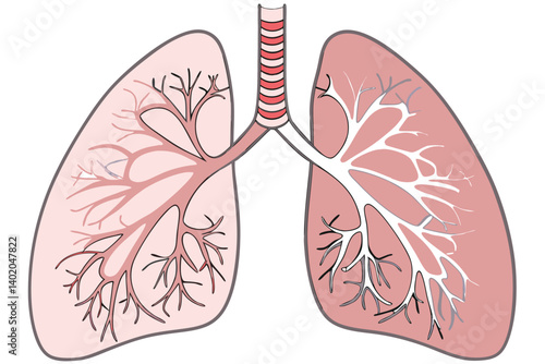 40 Anatomical illustration, human lungs, alveoli detail, bronchial tubes, circulatory system, cross-section view, medical textbook style, color-coded organs, high detail, scientific accuracy, educatio