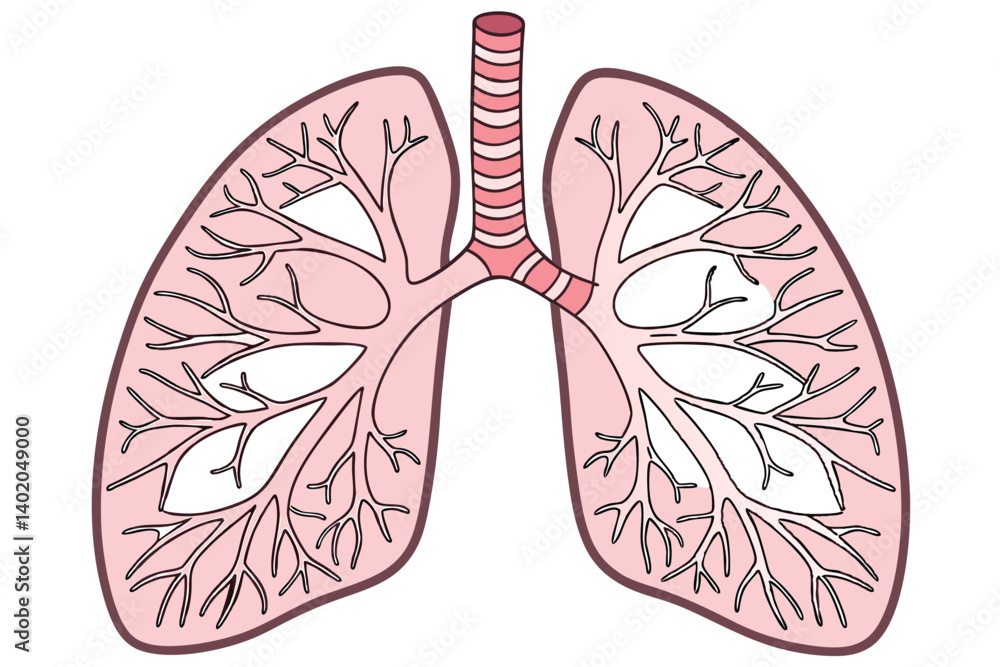 40 Anatomical illustration, human lungs, alveoli detail, bronchial tubes, circulatory system, cross-section view, medical textbook style, color-coded organs, high detail, scientific accuracy, educatio 40 Anatomical illustration, human lungs, alveoli detail, bronchial tubes, circulatory system, cross-section view, medical textbook style, color-coded organs, high detail, scientific accuracy, educatio