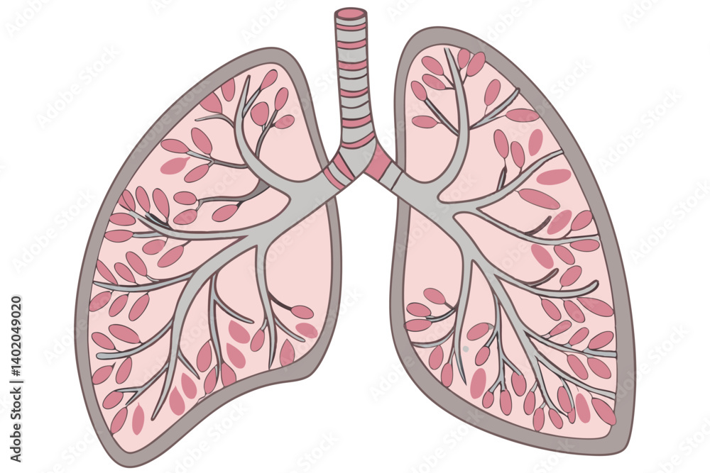 40 Anatomical illustration, human lungs, alveoli detail, bronchial tubes, circulatory system, cross-section view, medical textbook style, color-coded organs, high detail, scientific accuracy, educatio 40 Anatomical illustration, human lungs, alveoli detail, bronchial tubes, circulatory system, cross-section view, medical textbook style, color-coded organs, high detail, scientific accuracy, educatio