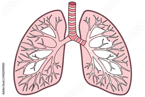 40 Anatomical illustration, human lungs, alveoli detail, bronchial tubes, circulatory system, cross-section view, medical textbook style, color-coded organs, high detail, scientific accuracy, educatio