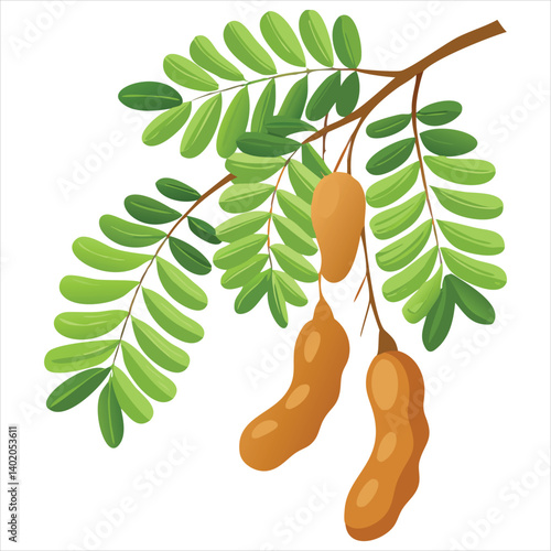 Botanical Vector of Tamarind Branch with Green Leaves and Hanging Pods in Flat Isolated Design
