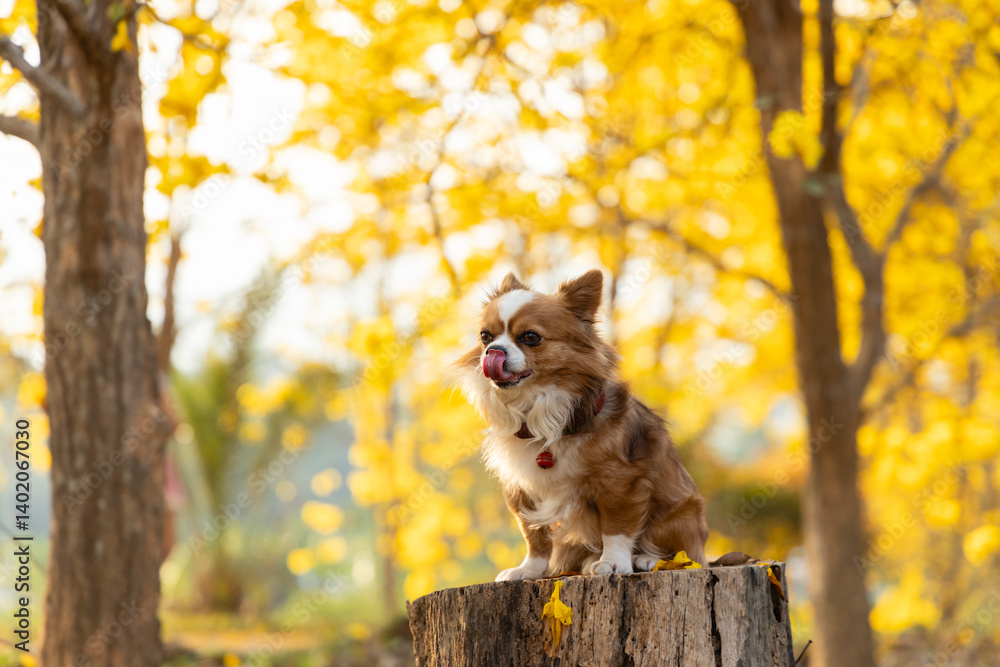 Fototapeta premium chihuahua dog sits proudly in flower garden, embodying essence of friendship in serene natural setting
