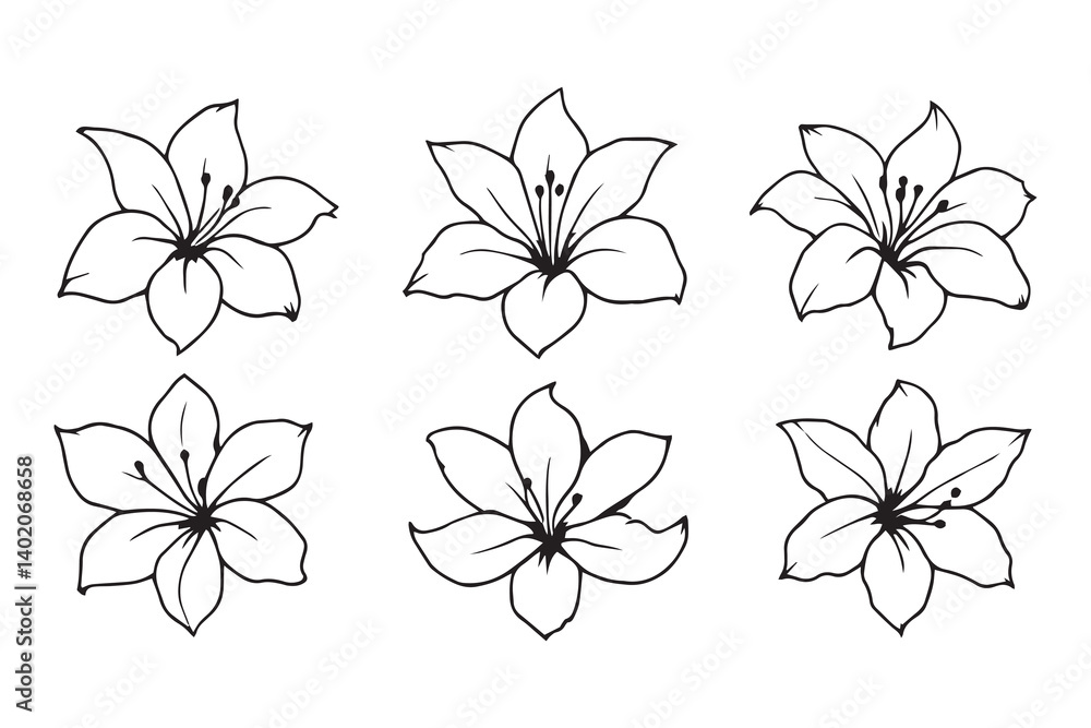 African Lily line art African Lily line art