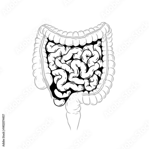 Human intestines vector illustration in black and white outline. Anatomical illustration of Small and large intestines. Anatomy of internal organ. Vector illustration