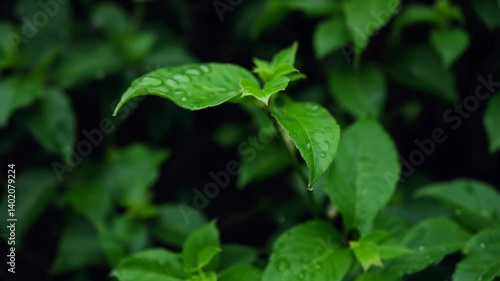 Wallpaper Mural Raindrops Falling on Green Leaves in Natural Setting Torontodigital.ca