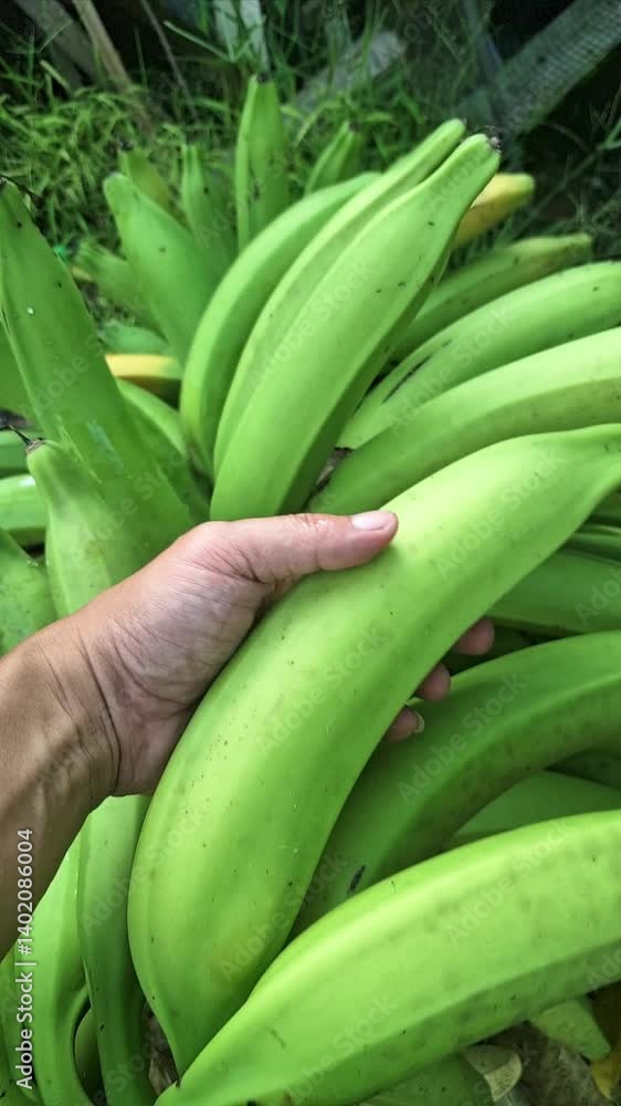 Harvest big banana fruit in Indonesian garden. Bananas are a favorite fruit of Indonesian people. Harvest big banana fruit in Indonesian garden. Bananas are a favorite fruit of Indonesian people.