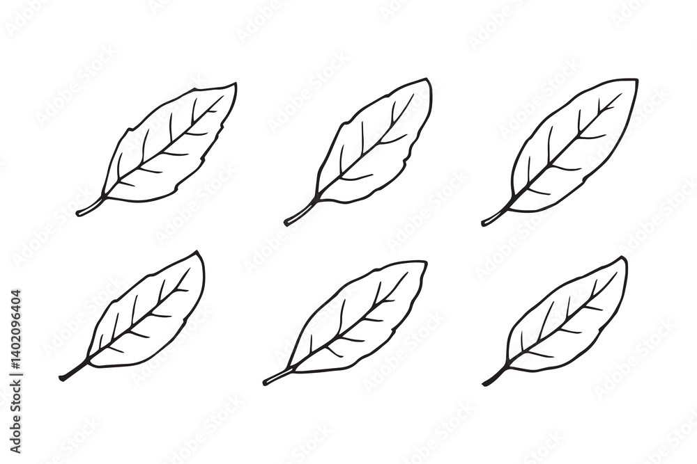 Bay Leaf line art Bay Leaf line art
