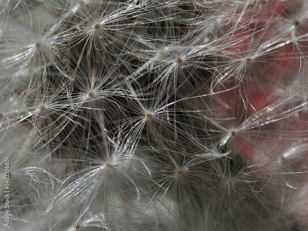 Fototapeta premium Macro photo of dandelion seeds in their fluffy stage. The fine white parachutes reflect light beautifully, creating a sense of lightness and transparency against a soft, blurred background.