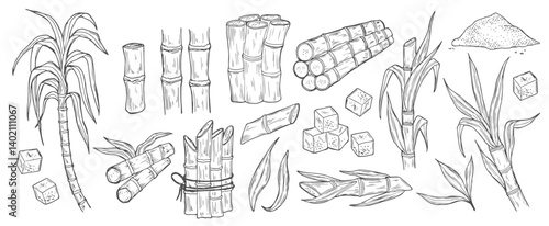 Sugar cane. Natural organic sweetener harvest illustration. Sugar cane plant, stem bunch, stalk and leaves, sweet spice cube and powder ingredient engraved sketch isolated vector set on background