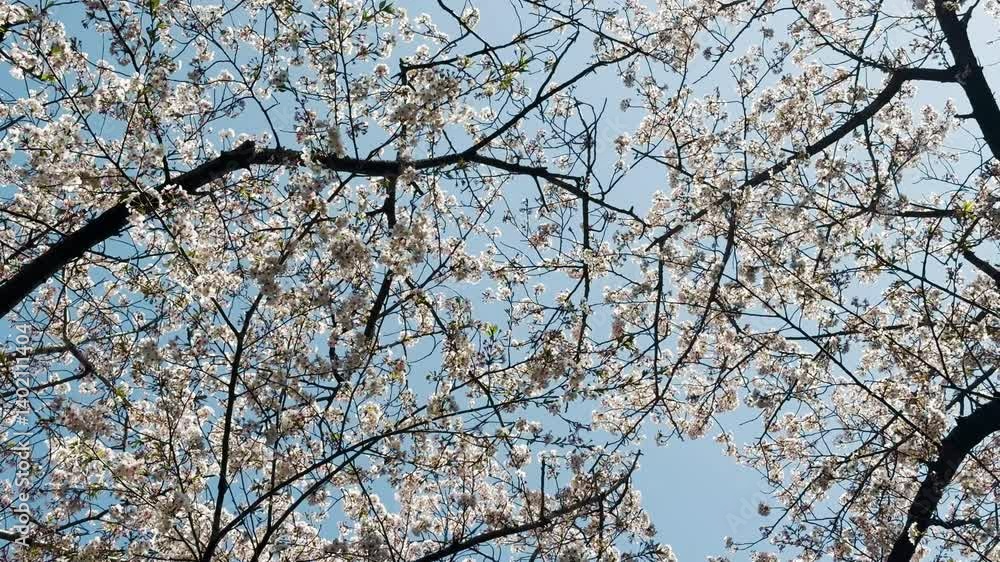 三ツ池公園 風に揺れるソメイヨシノ 三ツ池公園 風に揺れるソメイヨシノ