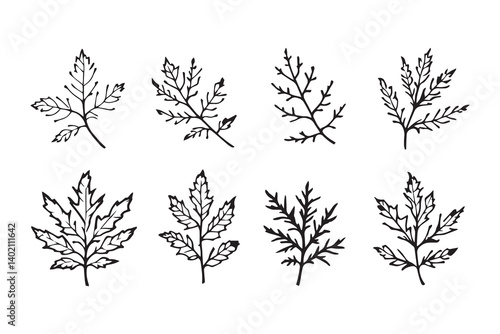 Set of 6 pec in two row  Black Alder_ line art on white background