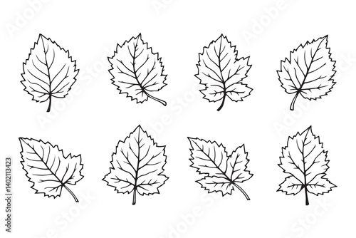 Set of 6 pec in two row  Blackberry Leaf line art on white background