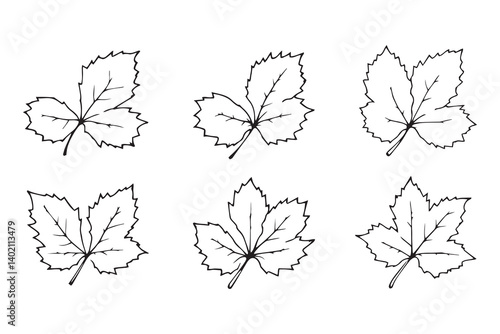 Set of 6 pec in two row  Blackberry Leaf line art on white background